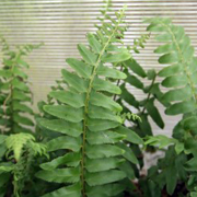 Hardy Fern Polystichum acrostichoides